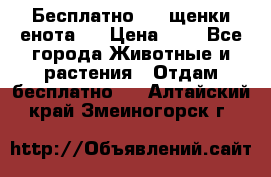 Бесплатно !!! щенки енота!! › Цена ­ 1 - Все города Животные и растения » Отдам бесплатно   . Алтайский край,Змеиногорск г.